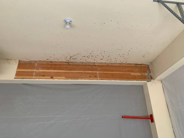 Morton, IL Mold Inspection, Removal & Remediation Company